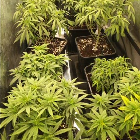 Zamnesia Purple Urkle #1 growlog timeline photo
