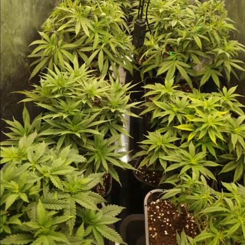 Zamnesia Purple Urkle #1 growlog photo: Abends...