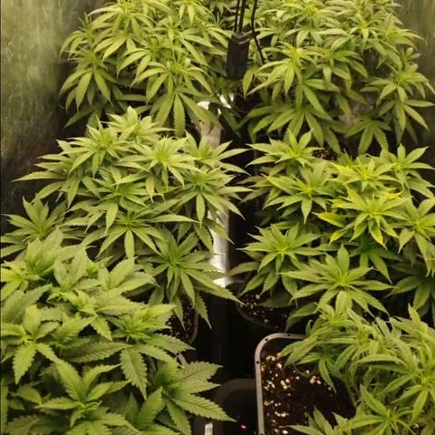 Zamnesia Purple Urkle #1 growlog photo: Abends...