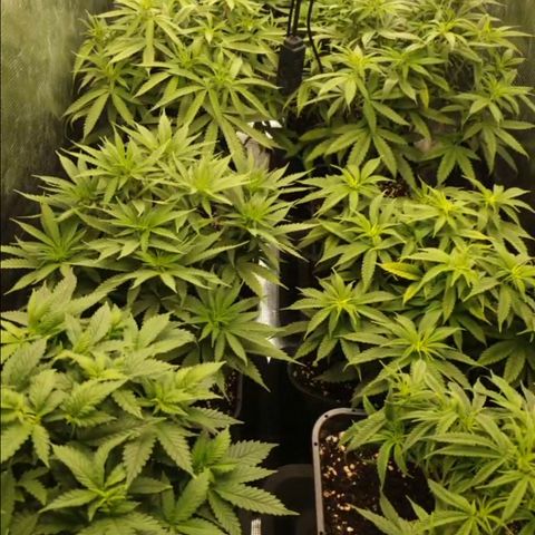 Zamnesia Purple Urkle #1 growlog timeline photo