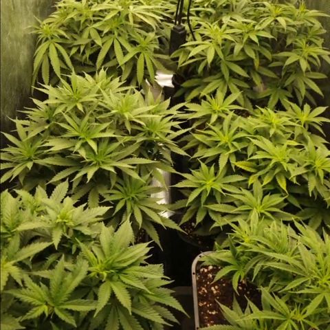 Zamnesia Purple Urkle #1 growlog photo: Abends...