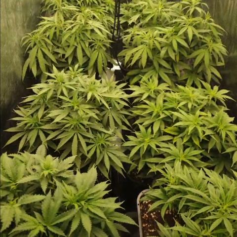 Zamnesia Purple Urkle #1 growlog timeline photo
