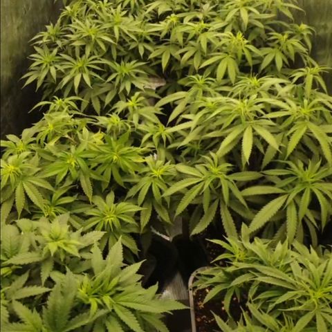 Zamnesia Purple Urkle #1 growlog timeline photo