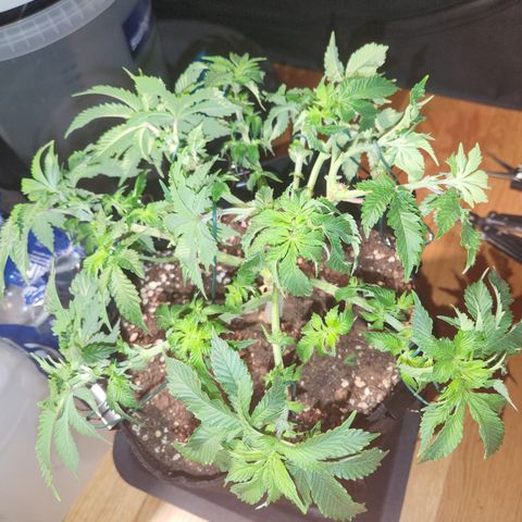 Humboldt Orange Creampop #1 growlog timeline photo
