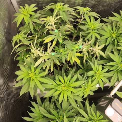 Zamnesia White Widow #1 growlog timeline photo