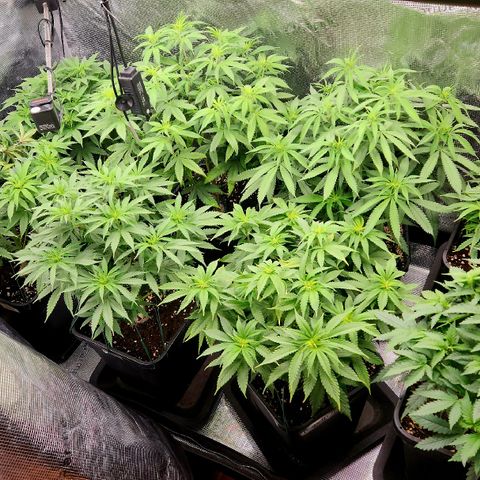 Zamnesia Purple Urkle #1 growlog timeline photo