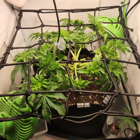 Humboldt Orange Creampop #1 growlog timeline photo