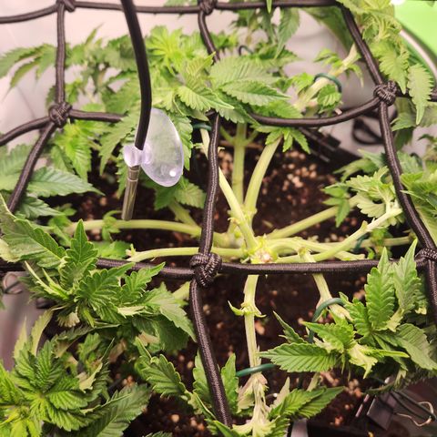 Humboldt Orange Creampop #1 growlog timeline photo