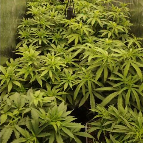 Zamnesia Purple Urkle #1 growlog timeline photo