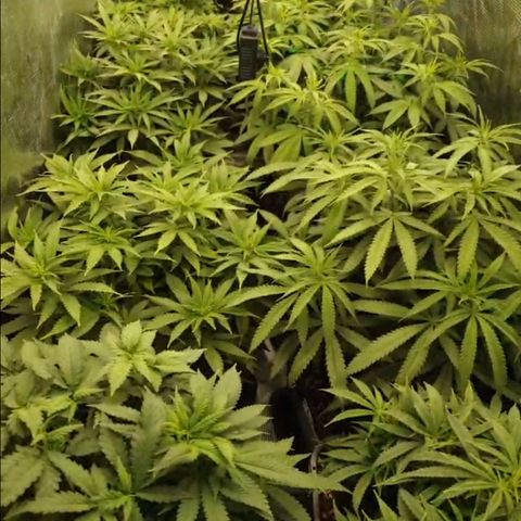 Zamnesia Purple Urkle #1 growlog timeline photo