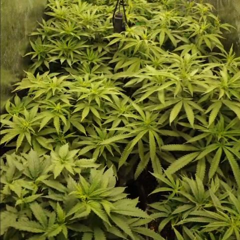 Zamnesia Purple Urkle #1 growlog timeline photo