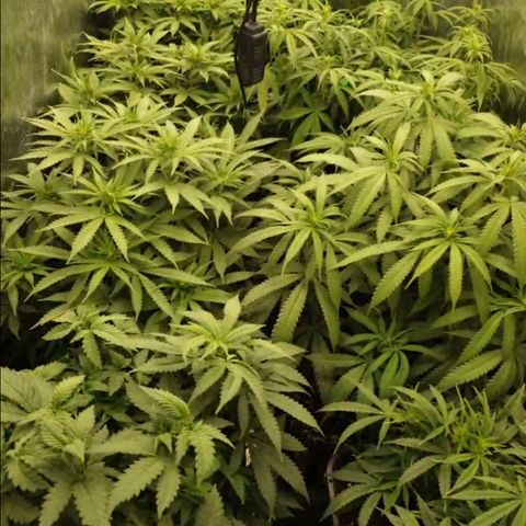 Zamnesia Purple Urkle #1 growlog timeline photo