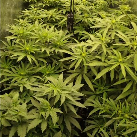Zamnesia Purple Urkle #1 growlog timeline photo