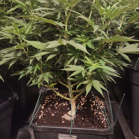 Zamnesia Sunset Sherbet #1 growlog timeline photo