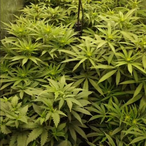 Zamnesia Purple Urkle #1 growlog timeline photo