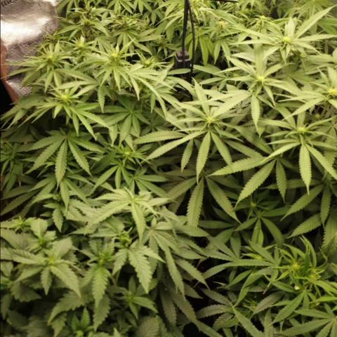 Zamnesia Purple Urkle #1 growlog timeline photo