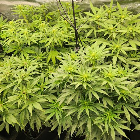 Zamnesia Purple Urkle #1 growlog timeline photo
