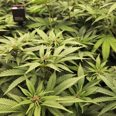 Zamnesia Purple Urkle #1 growlog timeline photo