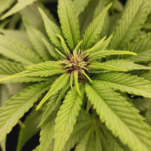 Zamnesia Purple Urkle #1 growlog timeline photo