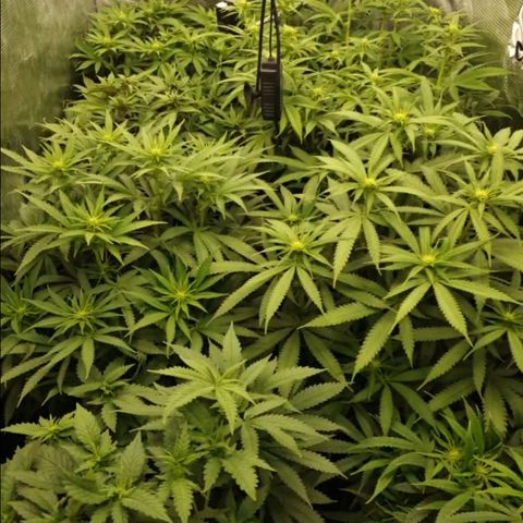 Zamnesia Purple Urkle #1 growlog timeline photo