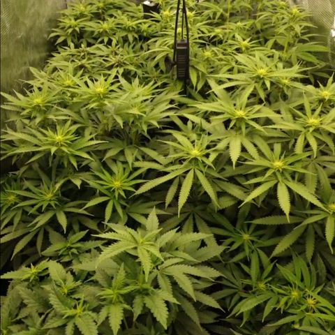 Zamnesia Purple Urkle #1 growlog timeline photo