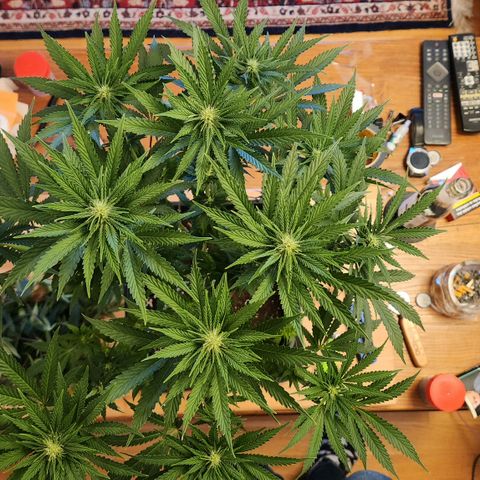 Zamnesia Sunset Sherbet #1 growlog timeline photo