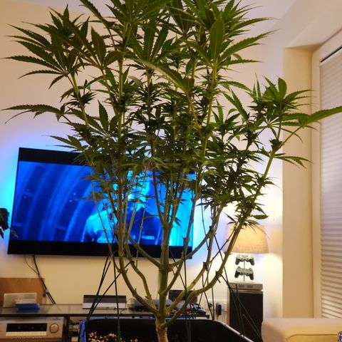 Zamnesia Sunset Sherbet #1 growlog timeline photo