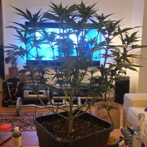 Zamnesia Purple Urkle #1 growlog timeline photo