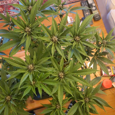 Zamnesia Purple Urkle #1 growlog timeline photo
