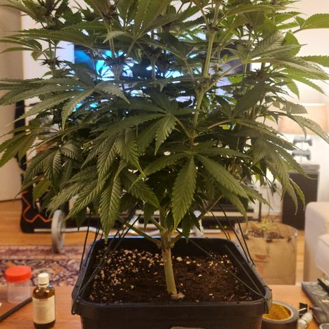 Zamnesia Purple Urkle #1 growlog timeline photo