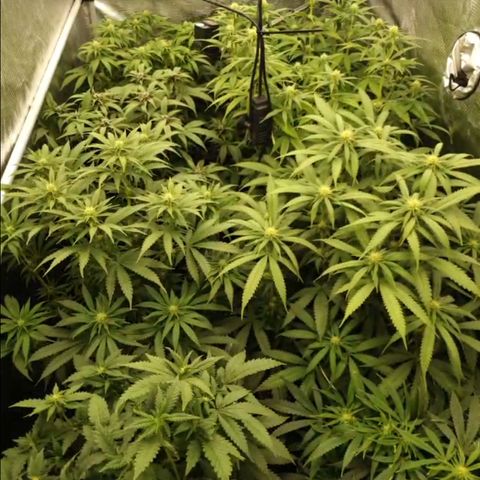 Zamnesia Purple Urkle #1 growlog timeline photo