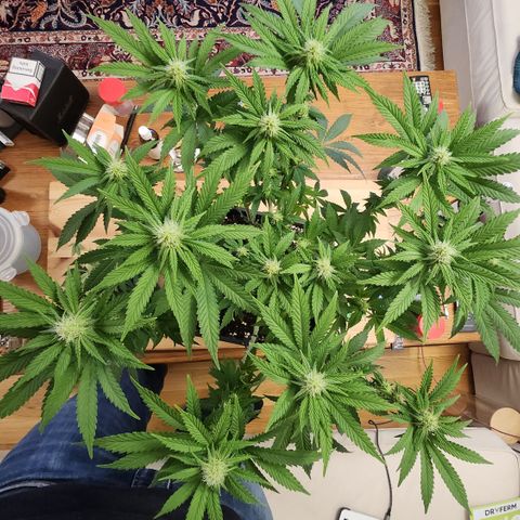 Zamnesia White Widow #1 growlog timeline photo