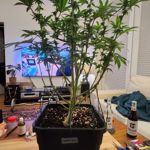 Zamnesia White Widow #1 growlog timeline photo
