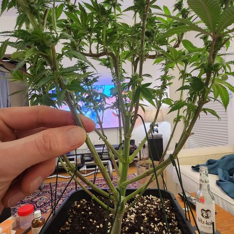 Zamnesia White Widow #1 growlog timeline photo