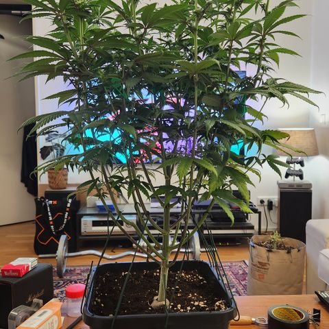 Zamnesia Sundae Driver #1 growlog timeline photo