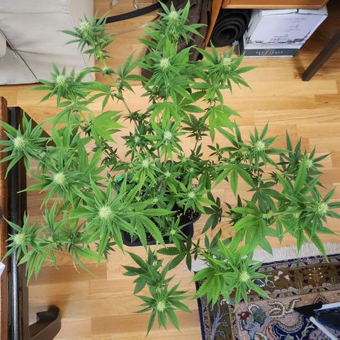 Zamnesia Sundae Driver #1 growlog timeline photo