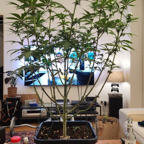 Zamnesia Sundae Driver #1 growlog timeline photo