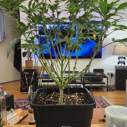 Zamnesia Skywalker OG #1 growlog timeline photo