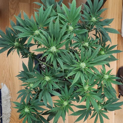 Zamnesia Skywalker OG #1 growlog timeline photo