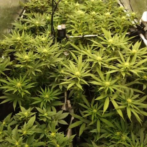 Zamnesia Purple Urkle #1 growlog timeline photo