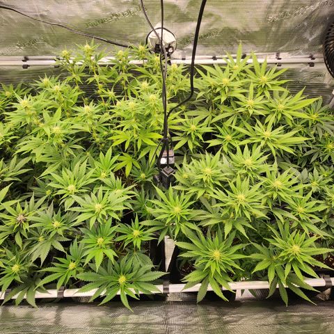 Zamnesia Purple Urkle #1 growlog timeline photo