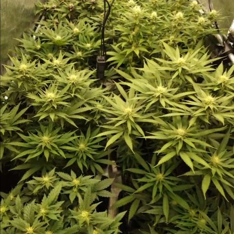 Zamnesia Purple Urkle #1 growlog timeline photo