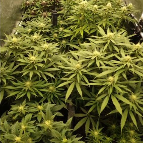 Zamnesia Purple Urkle #1 growlog timeline photo
