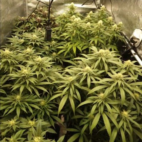 Zamnesia Purple Urkle #1 growlog timeline photo