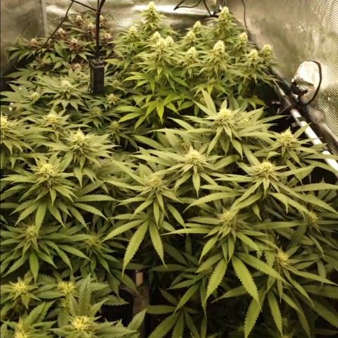 Zamnesia Purple Urkle #1 growlog timeline photo