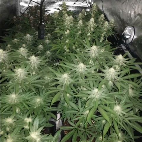 Zamnesia Purple Urkle #1 growlog timeline photo