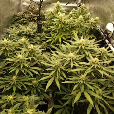 Zamnesia Purple Urkle #1 growlog timeline photo