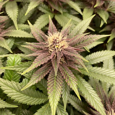 Zamnesia Purple Urkle #1 growlog timeline photo