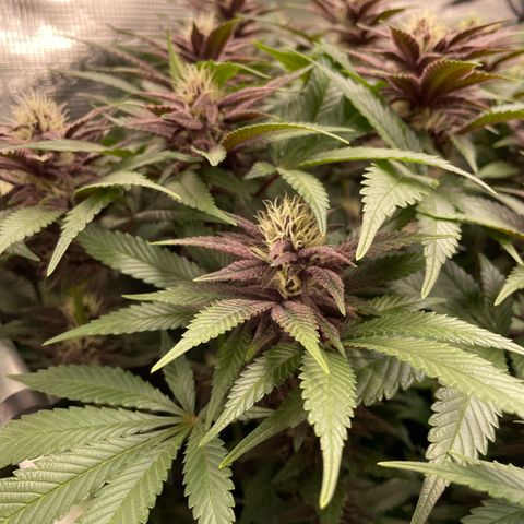 Zamnesia Purple Urkle #1 growlog timeline photo