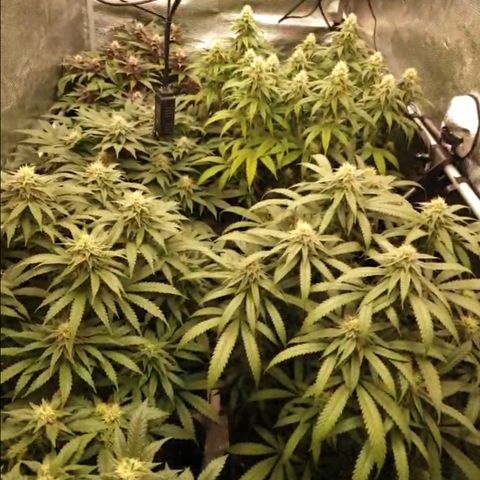 Zamnesia Purple Urkle #1 growlog timeline photo